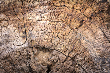 Wood texture, wood background for design with copy space for text or image. Wood motifs that occurs natural.