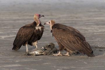Buitres a la orilla de la playa, Gambia