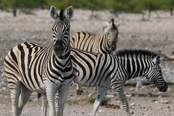 Fototapeta na wymiar Zebragruppe