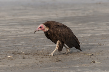 Buitres a la orilla de la playa, Gambia