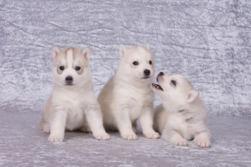 Drei Husky Welpen mit blauen und braunen Augen