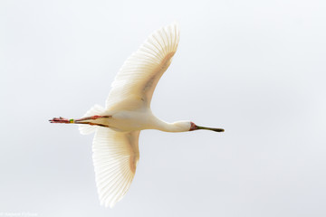 the flying bird