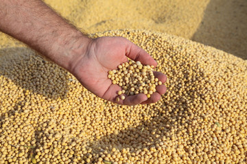 Farmer hold soy bean crop after harvest in hand