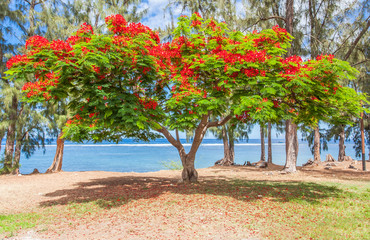 Fototapeta na wymiar flamboyant sur plage et lagon de Saint-Leu, île de la Réunion 