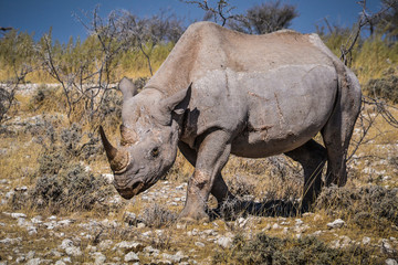 Nashorn im Etosha NP