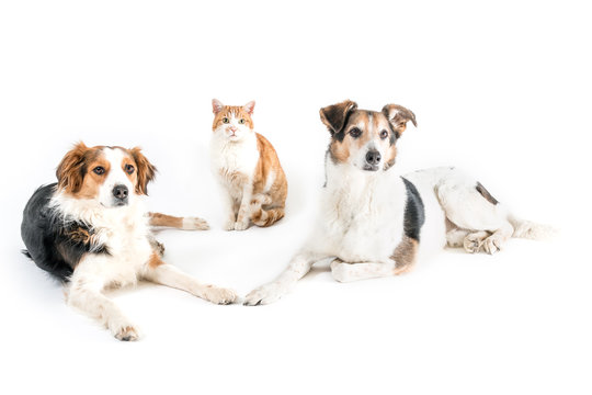 Isolated image of two dogs with one cat in the middle