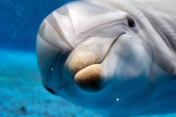 dolphin close up portrait detail while looking at you - obrazy, fototapety, plakaty