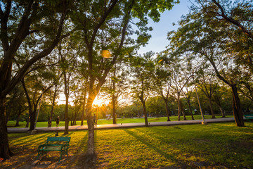Park bench locate on green park with tree evening