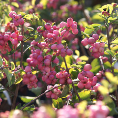 Symphoricarpos ( Snowberry ) Magical Candy