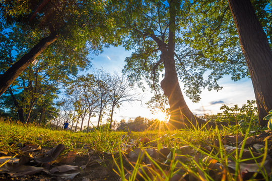 Green grass forground of tree in park while sunset yellow beam l