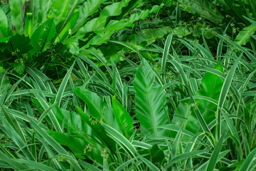 Tropical jungle greenery with a variety of assorted plants in this landscaped back yard. This photo with all plants in harmony symbolizes peace and conservation, nature and healthy ozone.