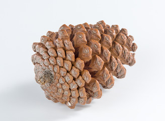 Pine cones