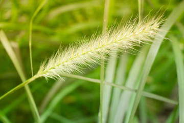 Nice wheat grass in the bright sun in concept photo.