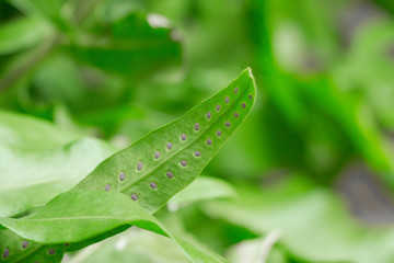 Seeds along the bottom side of some jungle greenery symbolizing motivation, beginning, origin, and source.