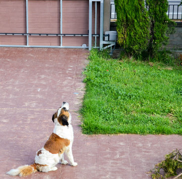 Perro aullando a la nada.