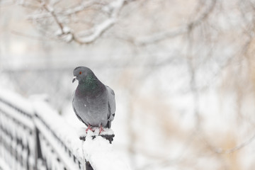 city pigeon sitting on a fence in winter