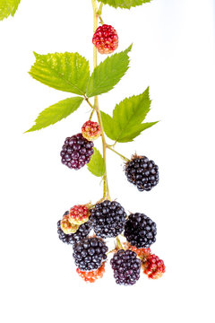 Blackberry branch, isolated on white background.