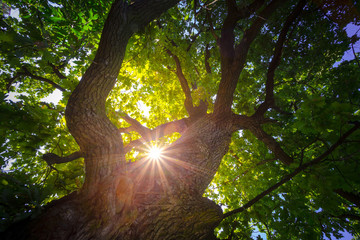 Look up under the old huge tree. Sunlight through the oak tree branches.