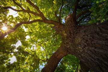 Naklejka premium Spójrz pod stare, ogromne drzewo. Światło słoneczne wpadające przez gałęzie dębu.