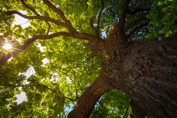 Gardinen Look up under the old huge tree. Sunlight through the oak tree branches. © stone36