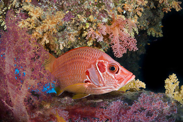 Fototapeta na wymiar Giant squirrelfish, Sargocentron spiniferum, with soft corals at the background. 