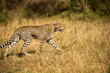 Young wild cheetah in savannah