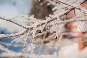 Hoarfrost on a tree