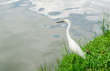 Little Egret portrait in the park .
