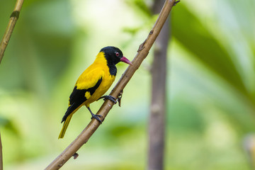 Black-hooded oriole in Minneriya National Park, Sri Lanka