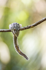 Indian palm squirrel in Minneriya National Park, Sri Lanka