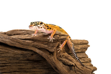 Isolated image of a leopard gecko on wood