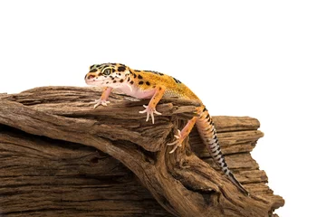 Fototapeten Isoliertes Bild eines Leopardgeckos auf Holz © Danny