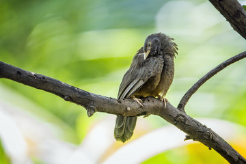 Yellow-billed Babbler in Minneriya National Park, Sri Lanka