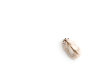Obraz premium Isolated image of a golden hamster