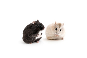 Isolated image of two golden hamsters