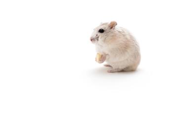 Isolated image of a golden hamster