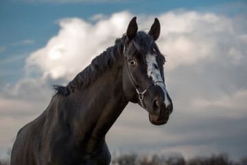 Portrait of the black horse on the cloudy sky background