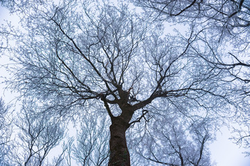 Beautiful winter forest and snowy