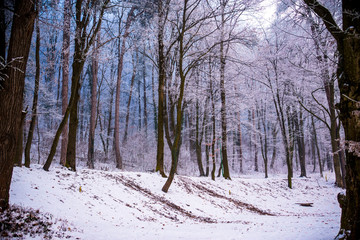 Beautiful winter forest and snowy