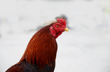 local Thai chicken, chicken, Thai chicken