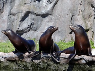 Naklejka premium Kalifornischen Seelöwen (Zalophus californianus)