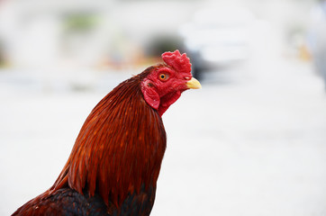 local Thai chicken, chicken, Thai chicken