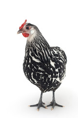 Isolated image of a chicken with black and white feathers