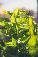 basil plants in sunny garden