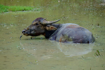 Buffalo in Tana Toraja