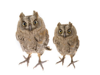 Two European scops owl