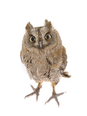 European scops owl