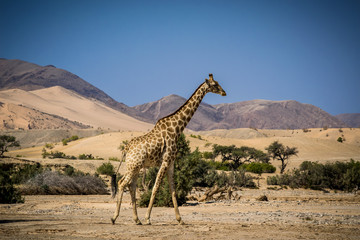 Riverbed desert giraffe