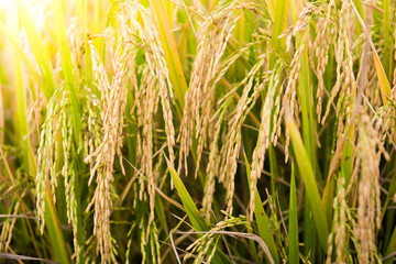 closeup of Rice field