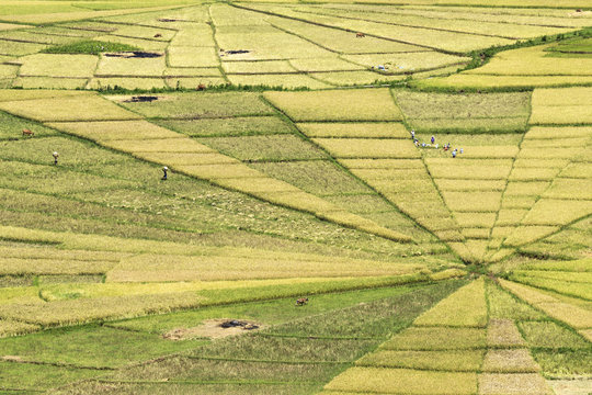 Indonesia, Nusa Tenggara Timur, rice fields